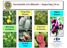 Sustainable Livelihoods, Impacting Lives